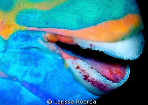 Colors by Larissa Roorda 